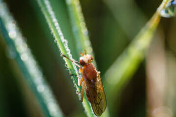 a fly on a blade of grass