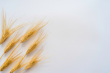 Wheat ears on white background with copy space.