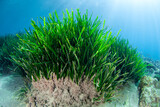 Underwater prairie of Posidonia oceanica in the Mediterranean Sea with clear water and sunshine