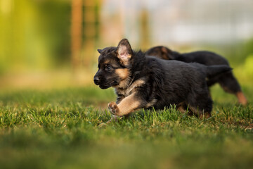 Wall Mural - happy german shepherd puppy running on grass in summer