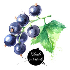 Wall Mural - Hand drawn watercolor painting black currant on white background. Vector illustration of berries