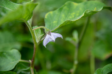 Close up of Eggplant flower.