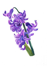 Purple Hyacinth Isolated On White