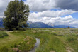 summer view with tall grass , a creek, and the Tetons in the distance