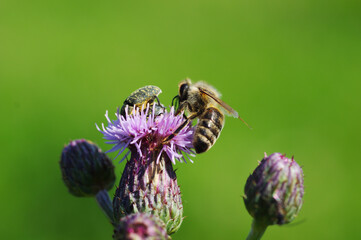 bee on a flower