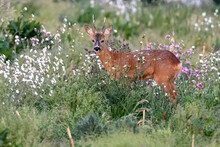 Roe Deer Stag (Capeolus Capreolus) In A Meadow At Sunset