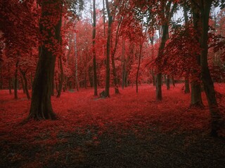 red leaves on trees in a dark forest. autumn landscape