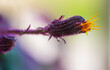 Detail of a flower of a Gynura aurantiaca, a purple plant, which gives off an unpleasant smell.