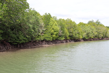 Wall Mural - Mangrove à Kho Lanta, Thaïlande