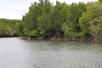 Sticker - Canoës sur la mangrove à Kho Lanta, Thaïlande