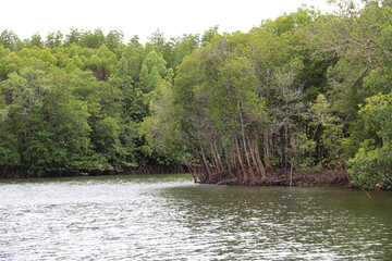 Sticker - Mangrove à Kho Lanta, Thaïlande	