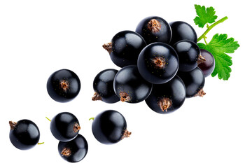 Poster - Bunch of black currant isolated on white background