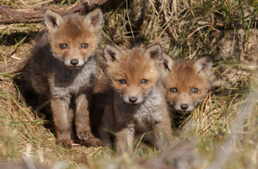 Wall Mural - red fox cubs in a new world at nature