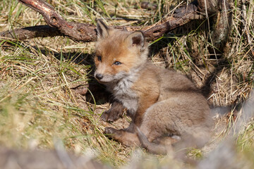 Canvas Print - red fox cubs in a new world at nature