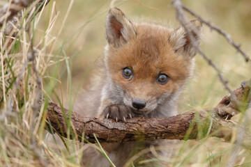 Canvas Print - red fox cubs in nature