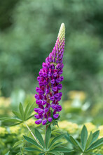 Close Up Of A Purple Lupin Flower
