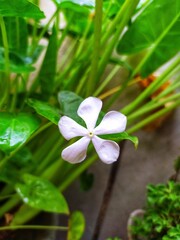 Wall Mural - selective focus on white coloured Catharanthus roseus flower in a blurred background, commonly known as bright eyes, Cape periwinkle, graveyard plant, Madagascar periwinkle and old maid.