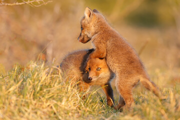 Canvas Print - Red fox cubs new born in springtime.