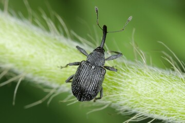 the strawberry blossom weevil anthonomus rubi is a weevil that feeds on members of the rosaceae and 