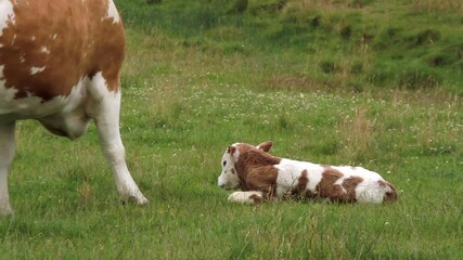 Wall Mural - Mother_Cow