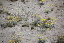 Yellow Wildflowers In The Desert