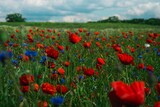 Fototapeta Maki - Piękna polana z polnymi kwiatami