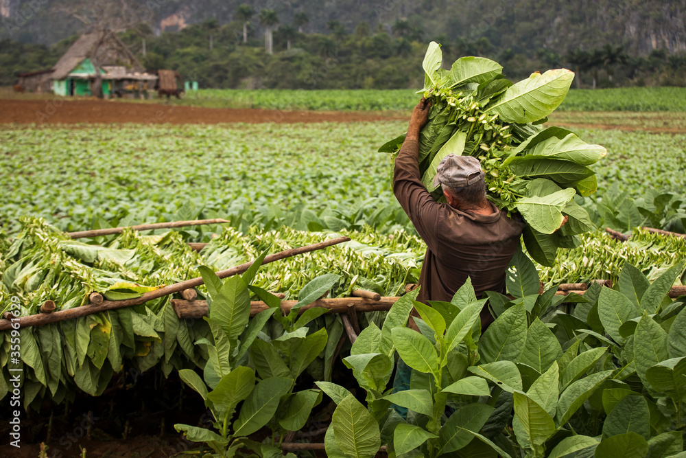 local tobacco Tobacco farmers collecting tobacco leaves in a beautiful green landscape  with a local house in background. Vinales, Cuba. Stock Photo