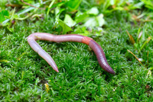 Useful Earthworm In The Nature