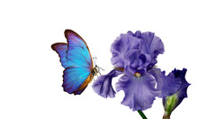 Bright Blue Morpho Butterfly On A Blue Iris Flower Isolated On White. Copy Space