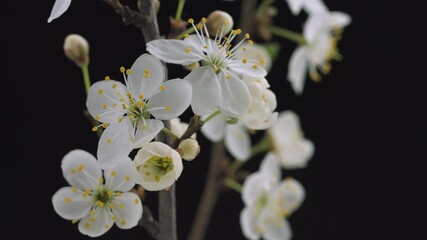 Wall Mural - Beautiful Spring  Plum or Apricot tree flowers blossom timelapse, extreme close up. isolated on black background. Time lapse of Easter fresh white blossoming orchard tree closeup. 4K UHD video