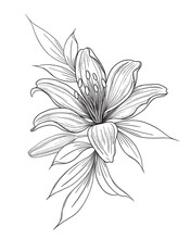 Hand Drawn Lily Flower With Bud And Leaves