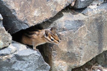 Wall Mural - Closeup of a curious chipmunk leaning out of a rock wall