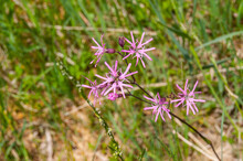 Lychnis Flos-cuculi, Commonly Called Ragged-robin