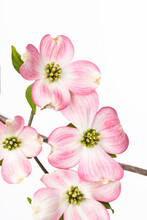 Close Up Of Pink Bracts On Flowering Dogwood Tree