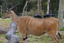 Common Eland Is Having A Pair Of Crows On Its Back.