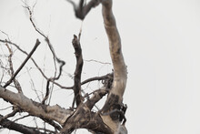 A Dry Tree Branch Against A Bright Sky. Large Inverted Tree Roots Against Sky. A Branch Of An Old Dried Tree Against The Sky. Texture Closeup. Many Dark Roots, The Big Tree Roots That Look Mysterious.