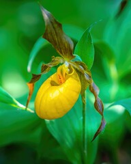 Wall Mural - Yellow Lady Slipper Orchid in Minnesota