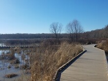 Wood Walkway Or Path And Water And Grasses In Wetland Area