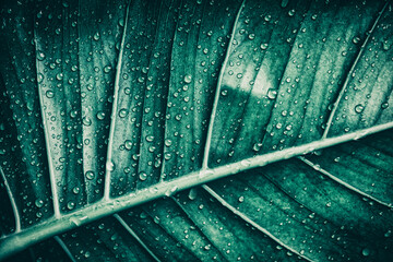 rainy season, water drops on green leaf, purity nature background