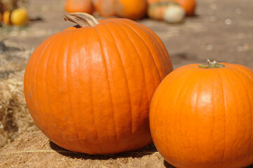 pumpkin patch