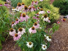 Wet Cone Flowers With White And Pink Petals
