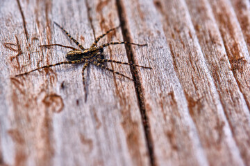 Spider sits on a macro board color
