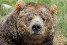 Sun Bear Head Free Stock Photo - Public Domain Pictures