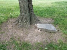 Tree With Large Rock At Base