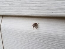 Stink Bug Insect On White House Siding