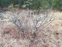 Small Dried Poison Oak Bush With Lichen And Brown Grass