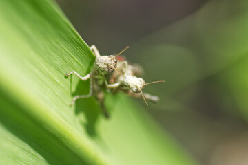 Poster - grasshopper on a leaf