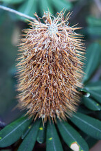 Closeup Of A Banksia Seed Pod