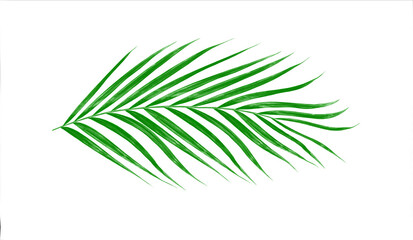 Poster - Green leaves of palm tree isolated on white background