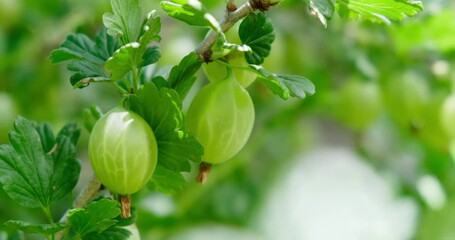 Wall Mural - young green gooseberry fruits close up